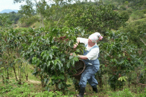 harvesting coffee at Las Alturas de Puriscal